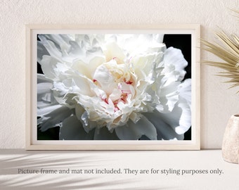 Flower Photography - White Peony Flower Photography Print - #5876, Festiva Maxima Peony Flower Print, White Peony Print, Peony Flower Print