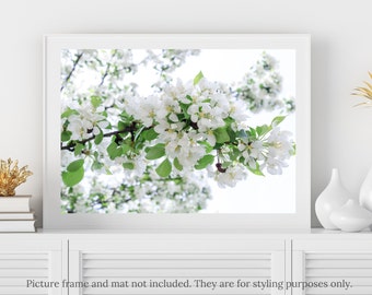 Flower Photography - White Apple Tree Blossoms Flower Photography Print - #2284, Apple Tree Blossoms Print, White Apple Blossoms Wall Art