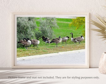 Nature Photography - Canadian Geese in Summer Photography Print- #5371, Geese Photography Print, Bird Print, Canada Goose in Summer Print