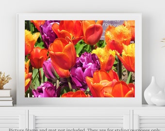 Tulips Photography - Red and Purple Tulips Photography Print - #172, Tulips Flowers Print, Tulips Photo, Tulips Flower Photography, Wall Art