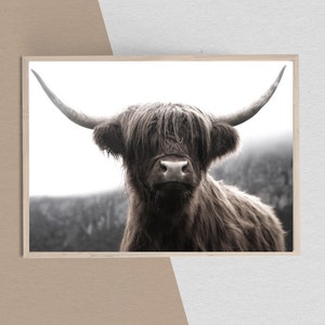 K&ouml;nnte beinhalten: Eine Nahaufnahme einer Highland-Rinder mit langem, struppigem braunen Fell und gro&szlig;en H&ouml;rnern. Die Kuh schaut direkt in die Kamera mit einem ernsten Ausdruck.