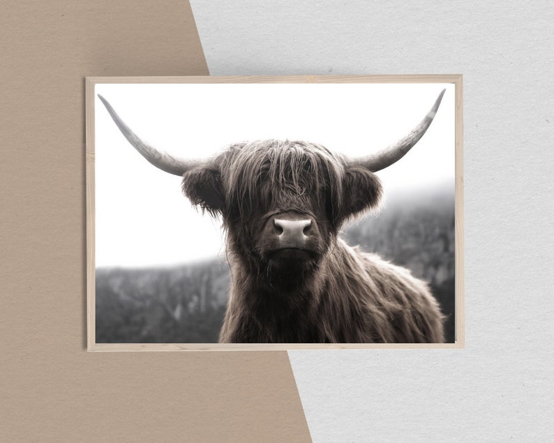 K&ouml;nnte beinhalten: Eine Nahaufnahme einer Highland-Rinder mit langem, struppigem braunen Fell und gro&szlig;en H&ouml;rnern. Die Kuh schaut direkt in die Kamera mit einem ernsten Ausdruck.