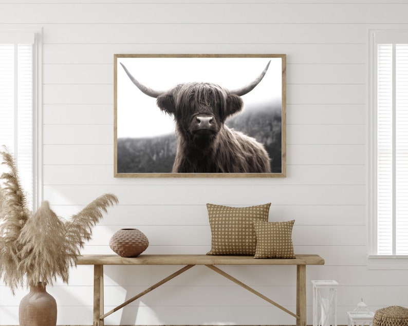 K&ouml;nnte beinhalten: Ein gerahmtes Schwarzwei&szlig;foto einer Highland-Kuh mit langem, struppigem Fell und gro&szlig;en H&ouml;rnern. Die Kuh schaut direkt in die Kamera.