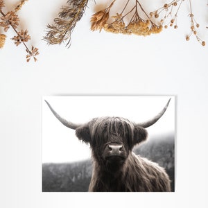 K&ouml;nnte beinhalten: Ein Schwarzwei&szlig;foto einer Highland-Kuh mit langem, struppigem Fell und gro&szlig;en H&ouml;rnern. Die Kuh schaut direkt in die Kamera.