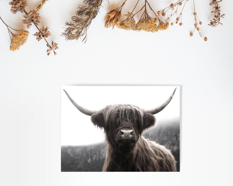 K&ouml;nnte beinhalten: Ein Schwarzwei&szlig;foto einer Highland-Kuh mit langem, struppigem Fell und gro&szlig;en H&ouml;rnern. Die Kuh schaut direkt in die Kamera.