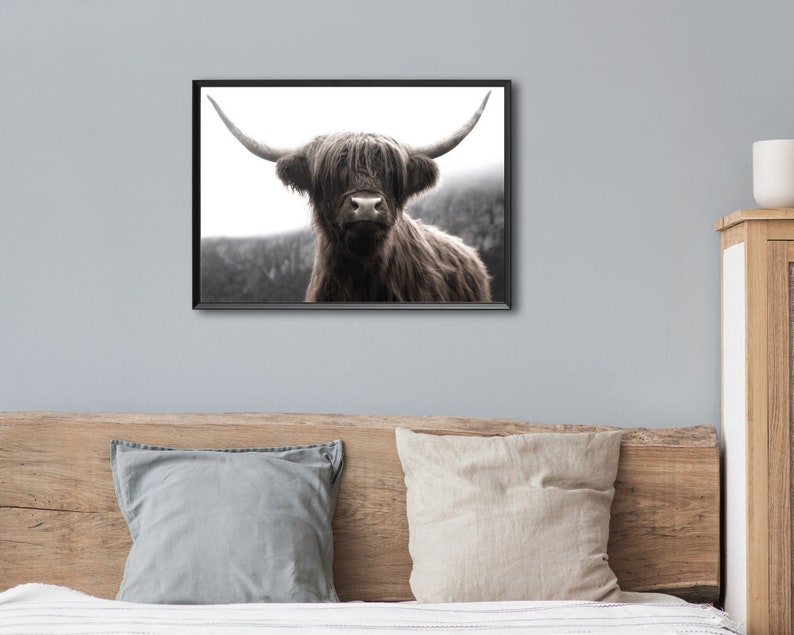 K&ouml;nnte beinhalten: Ein Schwarzwei&szlig;foto einer Highland-Kuh mit langem, struppigem Fell und gro&szlig;en H&ouml;rnern. Die Kuh schaut direkt in die Kamera.