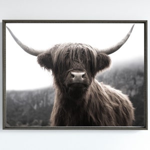 K&ouml;nnte beinhalten: Eine Nahaufnahme einer braunen Highland-Kuh mit langem, zotteligem Fell. Die Kuh schaut direkt in die Kamera mit einem sanften Ausdruck. Der Hintergrund ist verschwommen und unscharf, was einen weichen, vertr&auml;umten Effekt erzeugt.