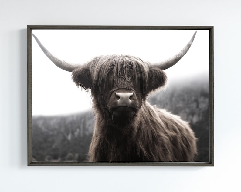 K&ouml;nnte beinhalten: Eine Nahaufnahme einer braunen Highland-Kuh mit langem, zotteligem Fell. Die Kuh schaut direkt in die Kamera mit einem sanften Ausdruck. Der Hintergrund ist verschwommen und unscharf, was einen weichen, vertr&auml;umten Effekt erzeugt.