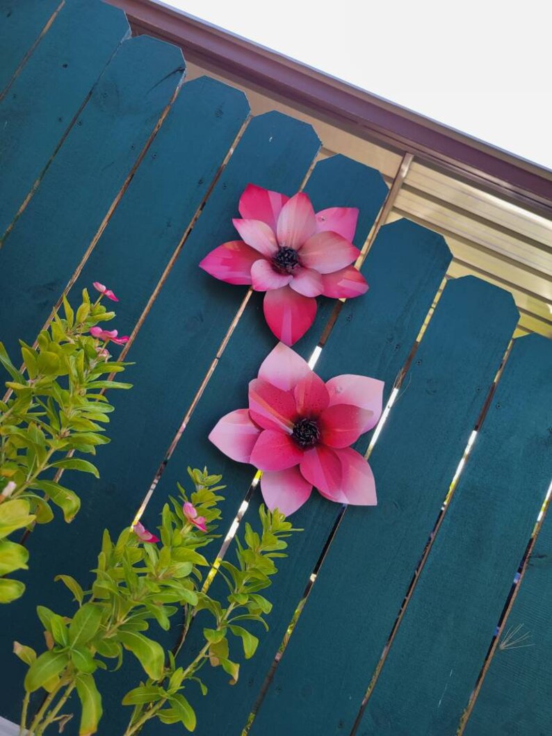 Puede incluir: Dos grandes flores de papel rosa con centros negros est&aacute;n unidas a una valla de madera verde azulada. Las flores se superponen ligeramente.