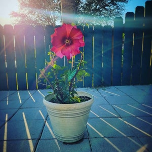 Metal Flower Garden Stake,  Hibiscus Flower Garden Art,  Metal Garden Decor,  Yard Decoration