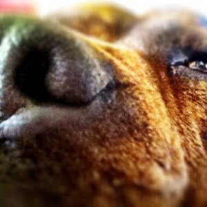 May include: Close-up of a brown and black dog's face, with its nose and eye in focus. The dog's fur is short and has a mottled pattern.