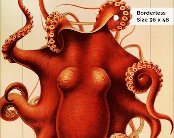 Composite Octopus from 1851 & 1910 - Cephalopod.
