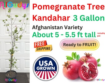 POMEGRANATE TREE 5-5.5 ft (Kandahar Early) 3 Gal. Rare Fruit Tree "Punica granatum" Anar