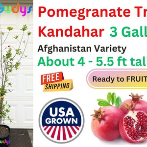 POMEGRANATE TREE 4-5.5 ft (Kandahar Early) 3 Gal. Rare Fruit Tree &quot;Punica granatum&quot; Anar