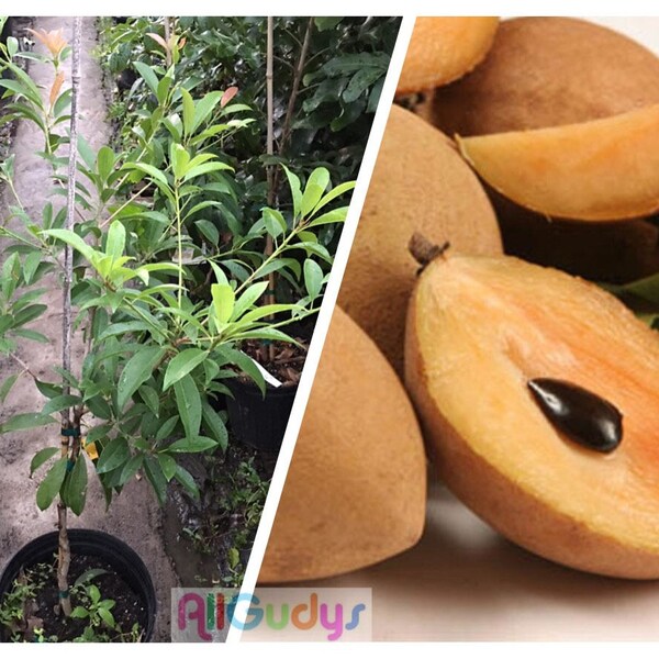 Sapodilla GRAFTED Live Tree 3gallon 27-32 inches tall (with pot) - Chiku, Chikoo Alano (Thailand variety) US grown