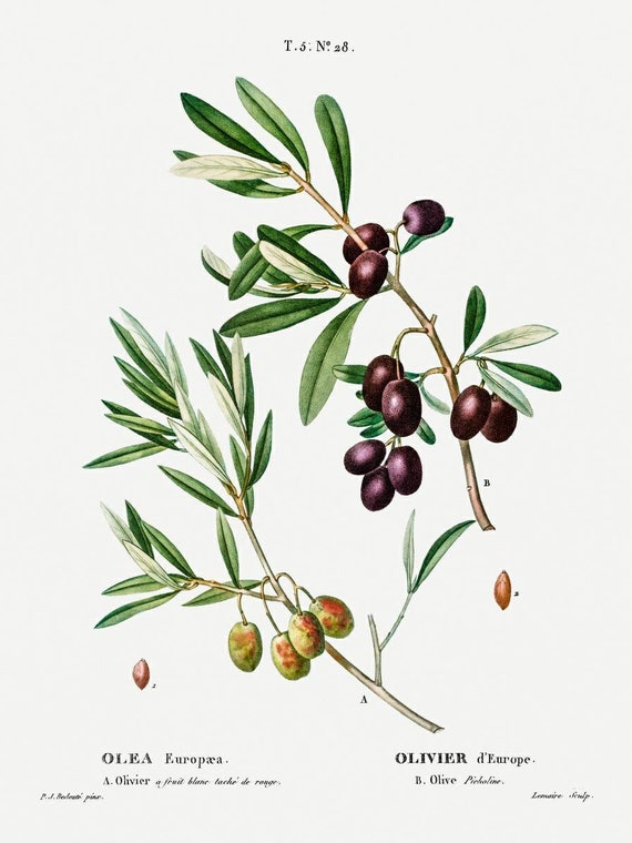 OLIVE TREE ART PRINT Book Print 213B NATURE ART PRINT Vintage Dictionary Art Print VINTAGE Art BOTANICAL ARTWORK Illustration GIFT OLIVE BRANCH ART PRINT Wall Hanging