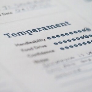 Puede incluir: Un primer plano de un formulario de evaluaci&oacute;n de la personalidad con la palabra "Temperamento" en la parte superior. El formulario incluye una escala del 1 al 10 para diferentes rasgos de personalidad, como "Maneabilidad" y "Impulso de meta".