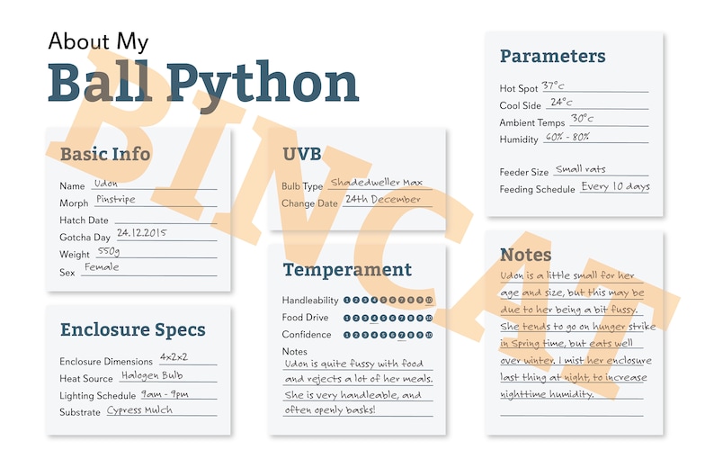 Puede incluir: Una infograf&iacute;a blanca y azul sobre una pit&oacute;n bola llamada Udon. La infograf&iacute;a incluye informaci&oacute;n b&aacute;sica sobre la serpiente, como su morph, fecha de nacimiento y peso. Tambi&eacute;n incluye informaci&oacute;n sobre el recinto de la serpiente, su temperamento y los par&aacute;metros de cuidado. La infograf&iacute;a incluye el texto "About My Ball Python".