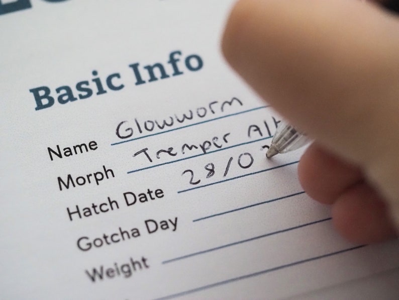 Puede incluir: Un primer plano de un formulario con el encabezado "Basic Info". El formulario tiene campos para "Name", "Morph", "Hatch Date", "Gotcha Day" y "Weight". El campo del nombre est&aacute; rellenado con "Glowworm" y el campo del morph est&aacute; rellenado con "Tremper Alb". El campo de la fecha de eclosi&oacute;n est&aacute; rellenado con "28/0".