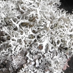 Oak moss lichen - Evernia Prunastri & some Beard Lichen - Usnea - miniature trees