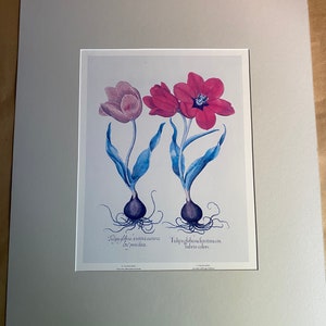 Reproduction of Botanical Print Tulips Victorian Floral Print Matted
