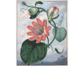 Pink passion flower art print, Passionflower, Passiflora, Passion flower painting, Antique botanical print, Floral wall art, Tropical flora