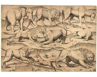 洋書 CLASSIC NATURAL HISTORY PRINTS MAMMALS 洋書 CLASSIC NATURAL HISTORY PRINTS MAMMALS Lot - Classic