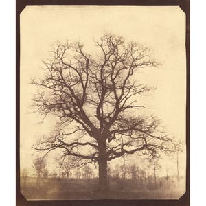 Antique tree art print, Tree wall art, Majestic oak tree, Tree photograph, Tree photography, Tree photo, Early photography, Antique photo