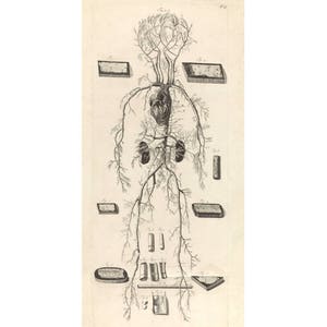 Antique anatomy art print, Anatomy poster, Vintage anatomy, Circulatory system, Anatomical heart, Human anatomy print, Blood, Veins, Medical