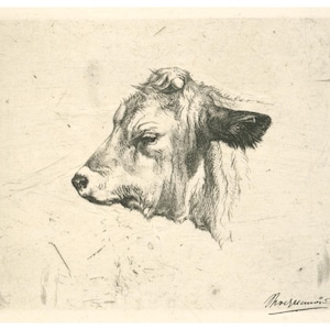 Cow art print, Antique etching, Cow portrait, Cow wall art, Farm art print, Farm wall art, Farmhouse decor, Animal art, Animal fine art