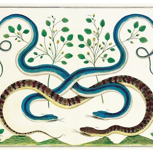 Antique snake art print, Albertus Seba, Cabinet of Natural Curiosities, Vintage snake painting, Flora and Fauna, Nature wall art, Blue snake