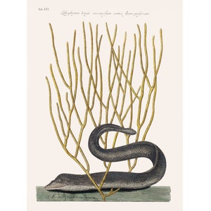 Moray Eel art print, Vintage Natural History print, Mark Catesby, Nautical wall art, Marine life, Ocean art, Antique coral illustration