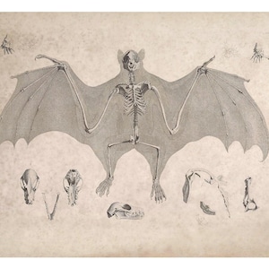 Animal skeleton art print, Antique bat skeleton illustration, Anatomical, Gothic art, Bat art, Zoology wall art, Vintage anatomy skeletal