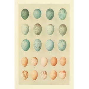 Birds Eggs art print, Antique Bird Eggs painting, Vintage nature wall art, Robin&#39;s eggs, Blue eggs, Pink eggs, Natural History illustration