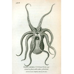 Octopus art print vintage, Antique octopus illustration, Black and white octopus, Antique book plate, Marine life, Vintage nautical art