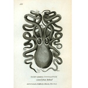 Antique octopus wall art, Antique book plate illustration, Octopus art print vintage, Black and white, Aged paper, Vintage zoology print