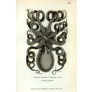 Octopus art print antique, Black and white octopus, Vintage octopus art, Aged book page, Antique zoological print, Antique octopus wall art