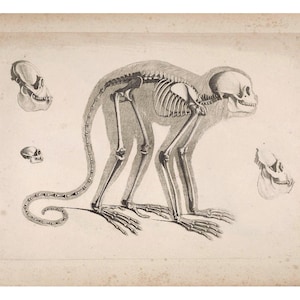 May include: A detailed anatomical illustration of a monkey skeleton, with the skull shown in multiple views. The skeleton is depicted in a standing position, with the tail curled behind the body. The image is in black and white and has a vintage aesthetic.