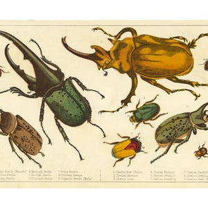 Antique beetles art print, Beetle poster, Beetle wall art, Insect art print, Insect wall art, Insect poster, Natural history collection