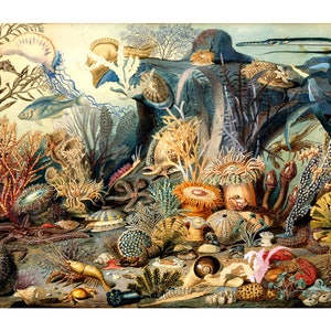 Antique ocean life art print, Marine biology art print, Coral reef, Ocean floor, Underwater scene, Vintage sea, Antique natural history