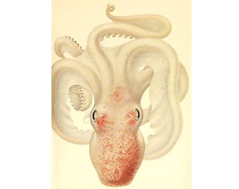 Antique octopus print, Color octopus art, Pink and white, Colored octopus painting, Watercolor, Natural history, Vintage animal art, Zoology