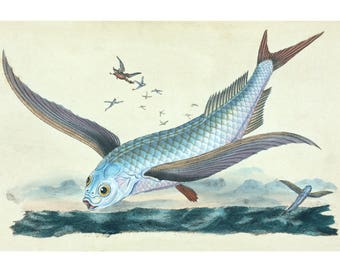 Flying fish art print, Nautical wall decor, Nautical wall art, Fish poster, Natural history print, Vintage fish art, Marine life, Ocean art