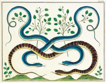Antique snake art print, Albertus Seba, Cabinet of Natural Curiosities, Vintage snake painting, Flora and Fauna, Nature wall art, Blue snake