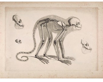 Halloween Spider Monkey Skeleton SVG Spider Monkey Art Digital Download ...