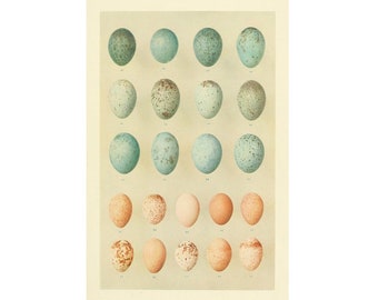 Birds Eggs art print, Antique Bird Eggs painting, Vintage nature wall art, Robin's eggs, Blue eggs, Pink eggs, Natural History illustration