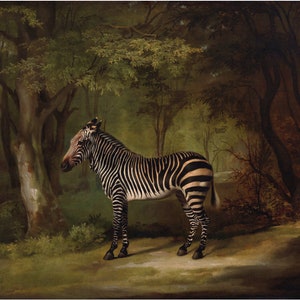 Antique zebra oil painting, George Stubbs, Zebra art print, Vintage animal wall art, Exotic forest, Jungle decor, Safari, African animals