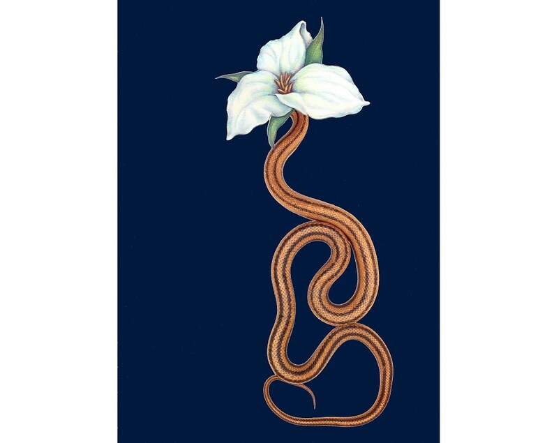May include: A white flower with a yellow center is perched atop a brown and black snake, which is coiled in a vertical S-shape against a dark blue background.