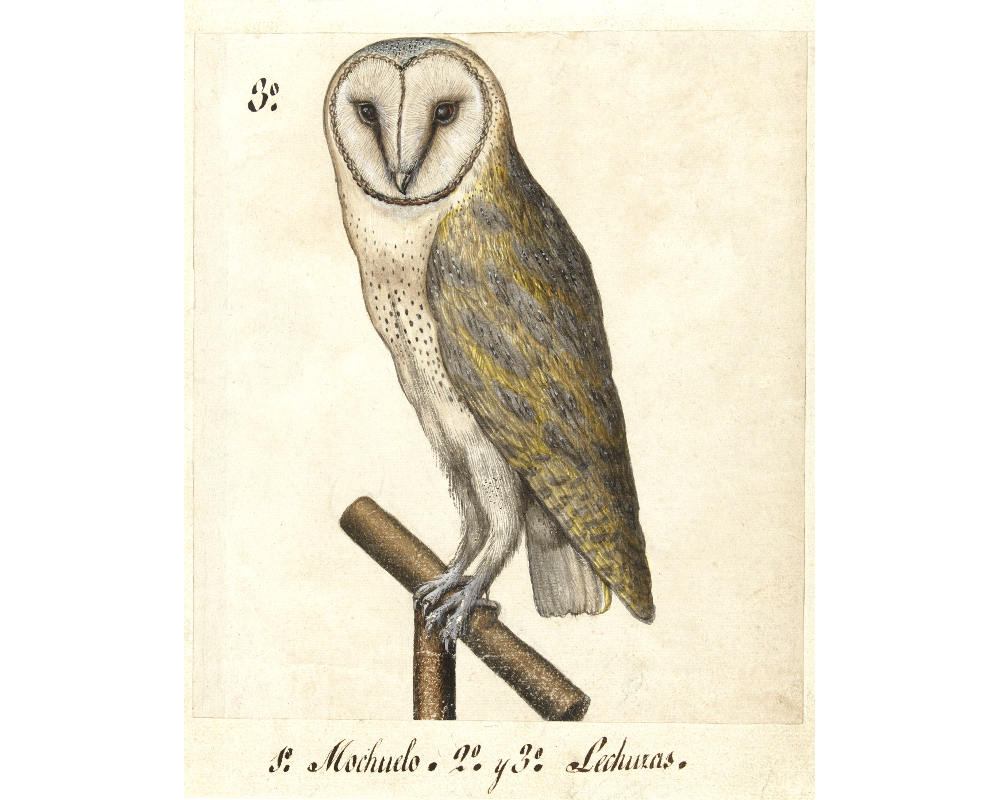 Antique owl art print, Barn owl painting, Barn owl print, Owl wall art, Raptor, Bird of prey, Antiqu