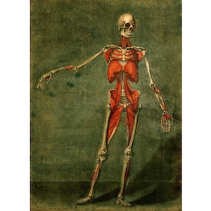Antique anatomy art print, Vintage anatomy wall art, Anatomical poster, Skeleton painting, Muscles, Human body, Old anatomy art, Medical art