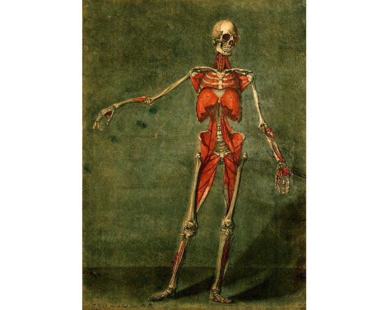 Antique anatomy art print Vintage anatomy wall art Etsy